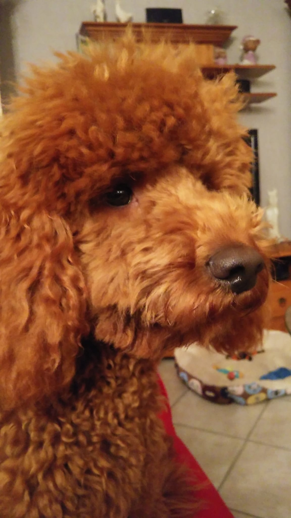 Kleinpudel Deckrüde Achtung kein Verkauf