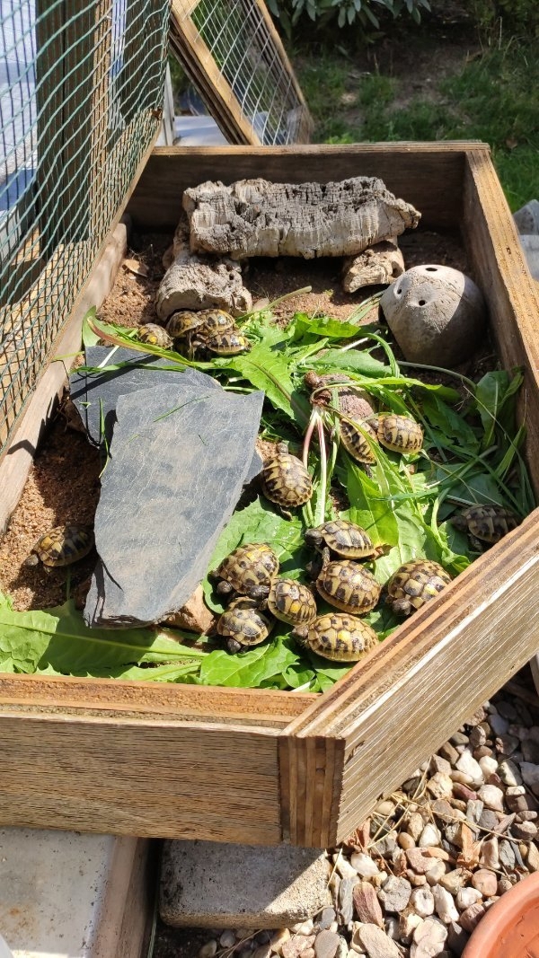 Schildkröten griechische Landschildkröte 2023 mit Cites Papieren