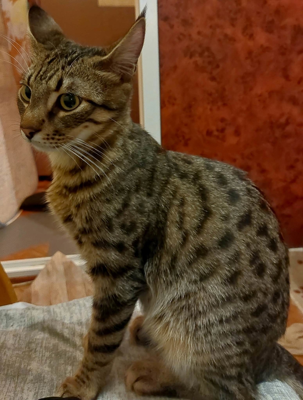 Momo ,Kater Katze, Tiger, kastriert in Mannheim Katzen kostenlose