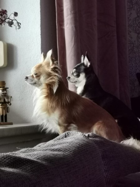 Chihuahua Deckrüden