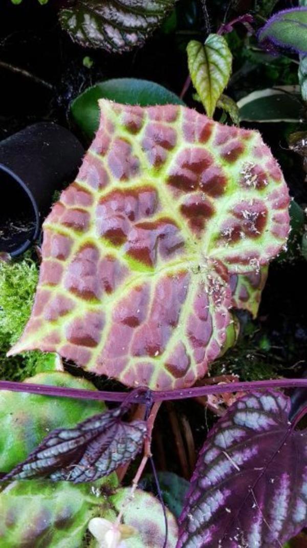 Terrarium Pflanze Begonia   Begonie Rajah Blätter , sehr selten , rar