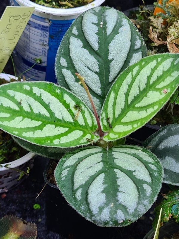 Argostemma sp Sanggau, Rarität für Regenwald Terrarium, Tropen Pflanze