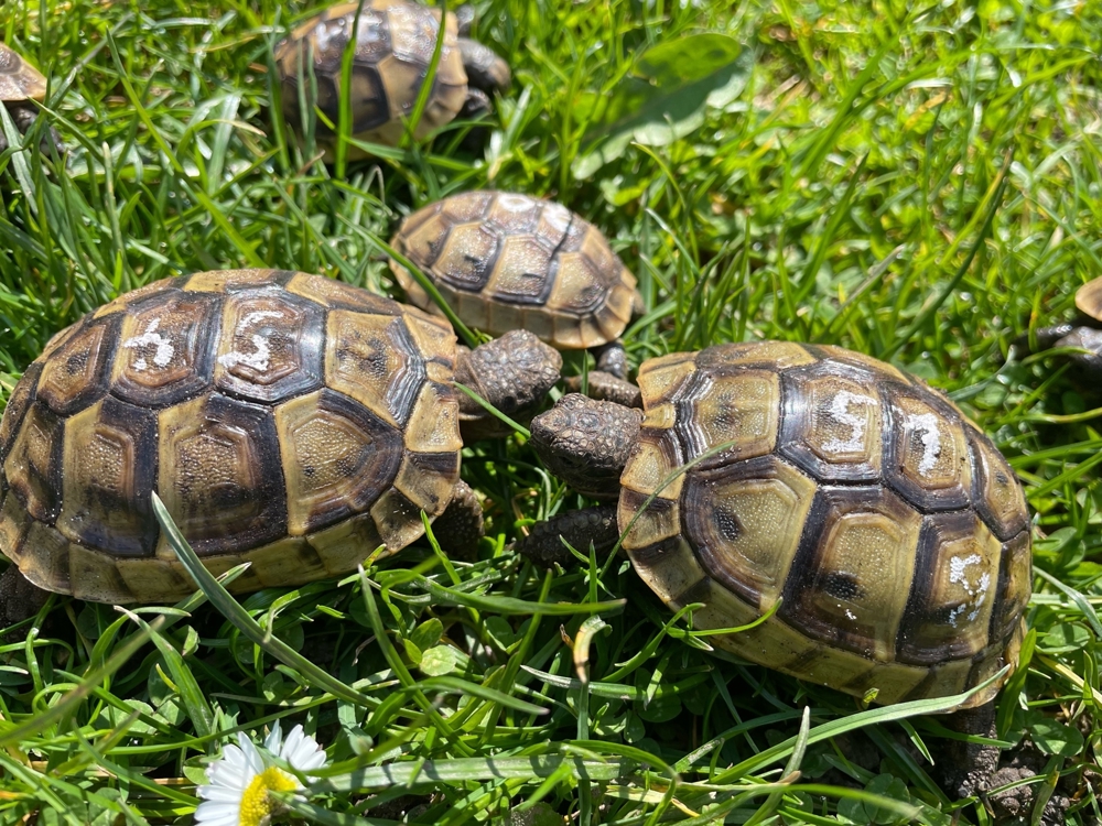 Maurische Landschildkröten NZ 2022 incl. EG-Bescheinigung