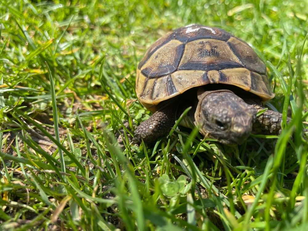 Maurische Landschildkröten NZ 2022 incl. EG-Bescheinigung Maurische Landschildkröten NZ 2022 incl. EG-Bescheinigung