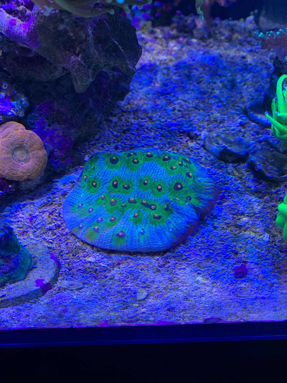 Echinophyllia chalice avatar Koralle lps Ableger