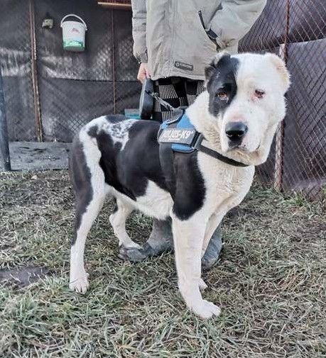 MONA - ruhiger menschenbezogener Herdenschutzhund (2 VIDEOS)