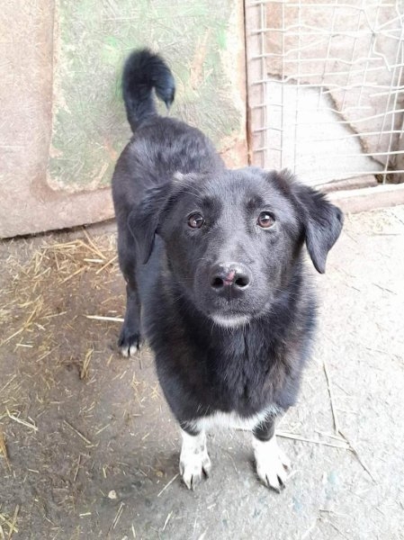 Dusky sucht ein Zuhause 