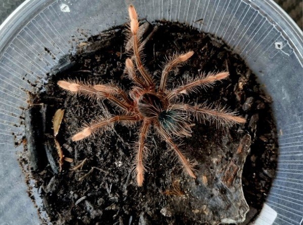 Vogelspinnen Theraphosa Xenesthis ect