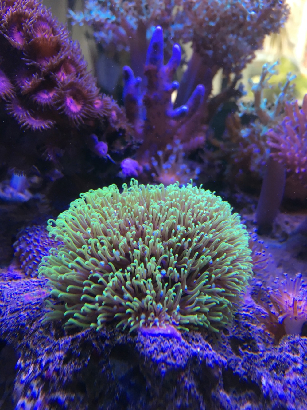 Koralle Briareum grüne Wiese" Meerwasser Aquarium