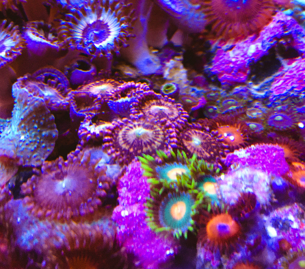 Zoas Korallen Zoanthus Meerwasser Aquarium