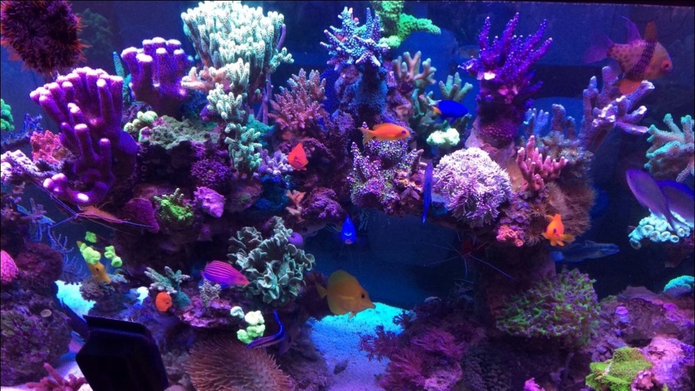 Lebendgestein Meerwasser Aquarium