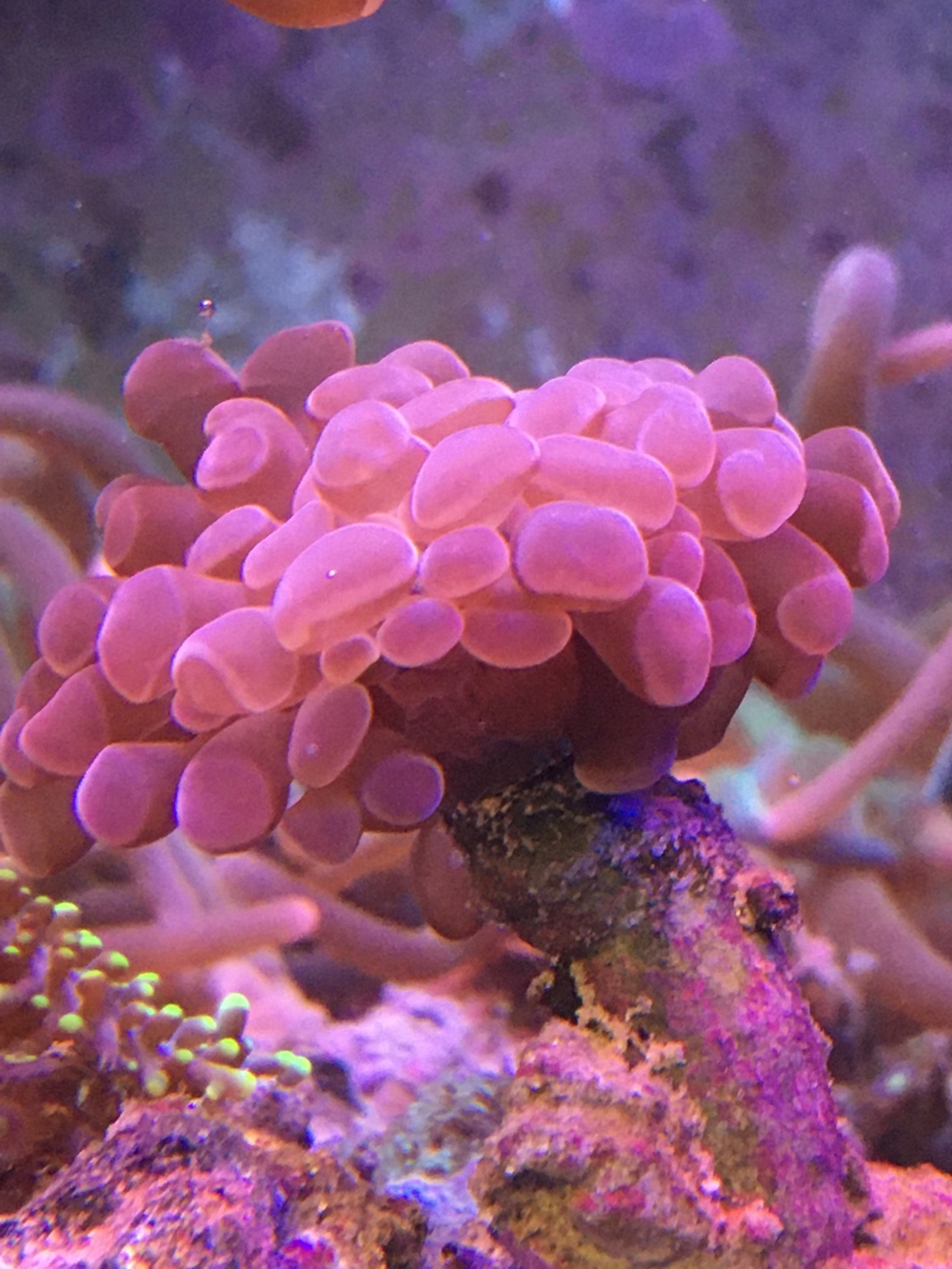 Koralle LPS Euphyllia Meerwasser Aquarium