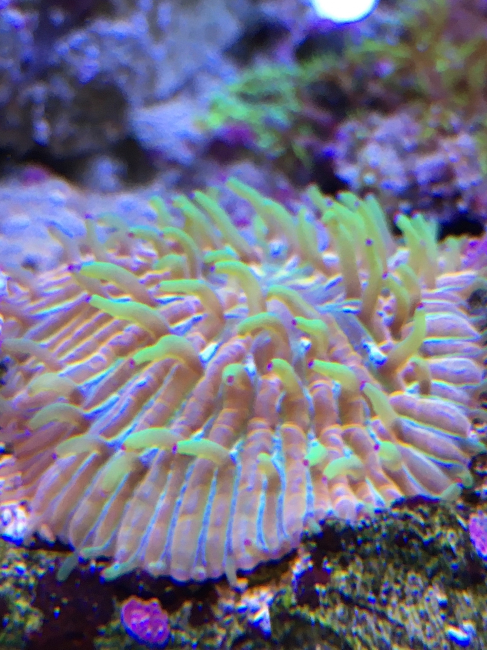Fungia/Cycloseris rainbow multicolor Koralle Meerwasser Aquarium