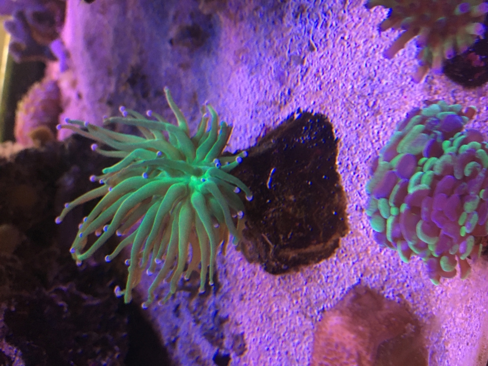 Euphyllia glabrescens toxic Green Meerwasser Aquarium
