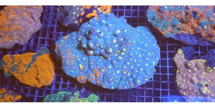 Korallen Nachzuchten Zoas Acropora Wilsonis Montipora Chalice Goniopora