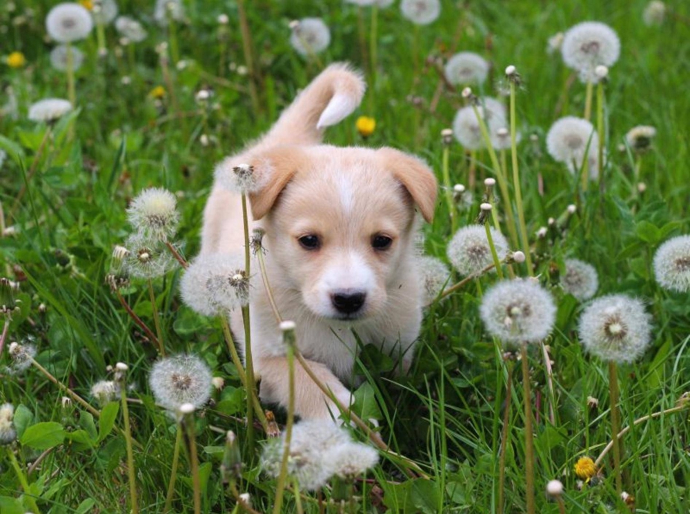 Liebevolle Tages- Hunde - Betreuung