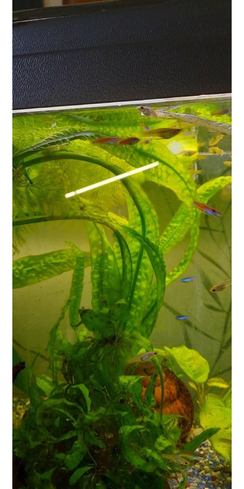 Aquarium Pflanzen