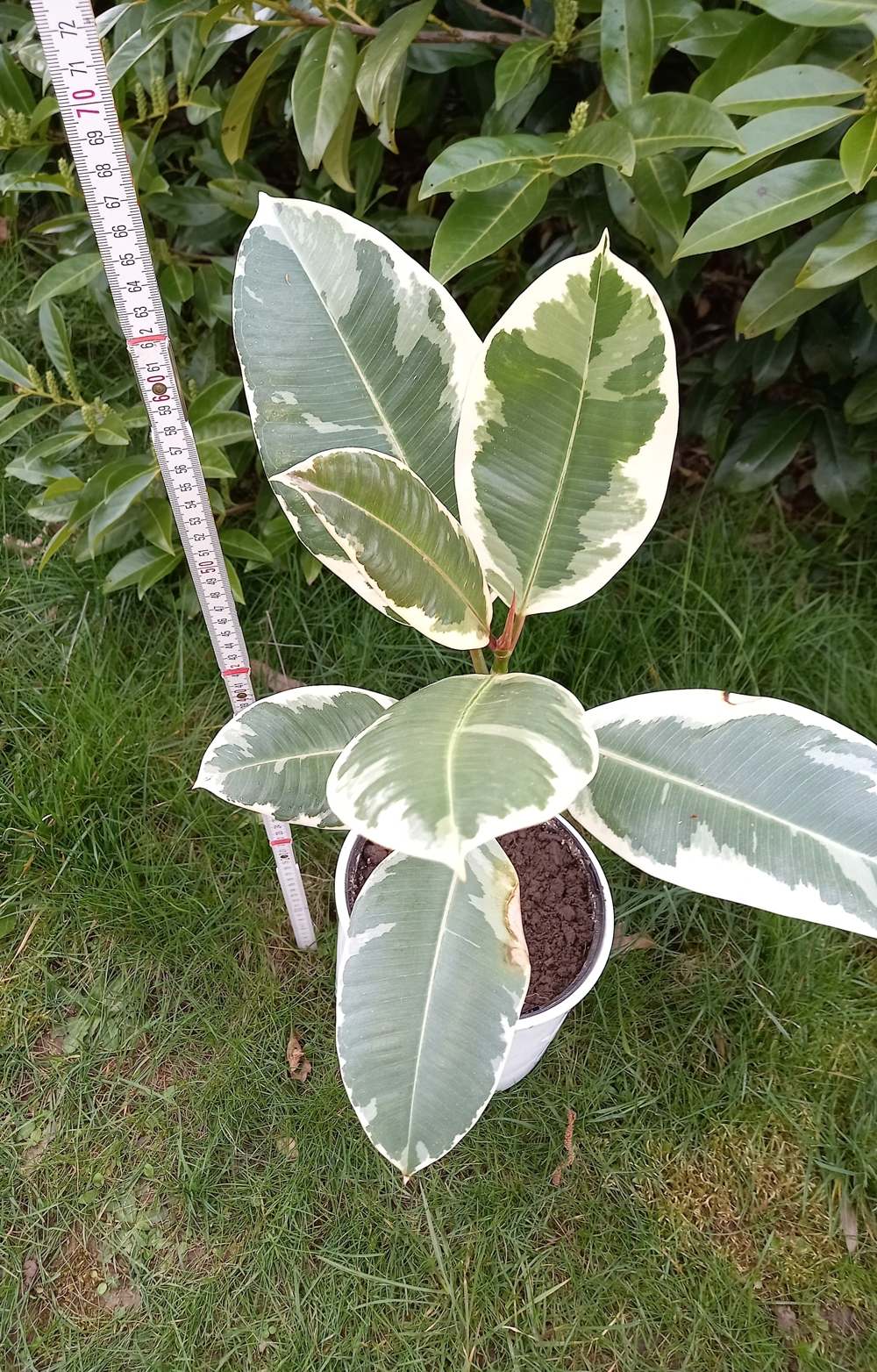 Gummibaum Ficus Zimmer Pflanze Fikus ca. 60 cm hoch