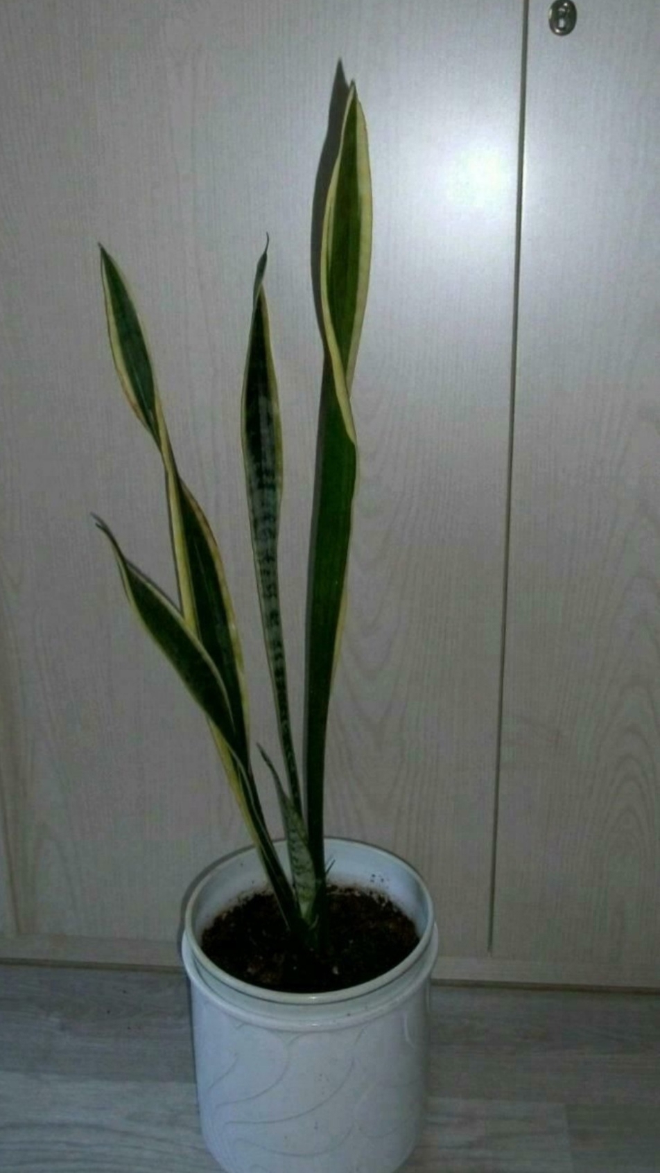 Bogenhanft Sansevieria Zimmerpflanze Pflanze Luftreinigend ca. 80 cm hoch v. Boden gemessen