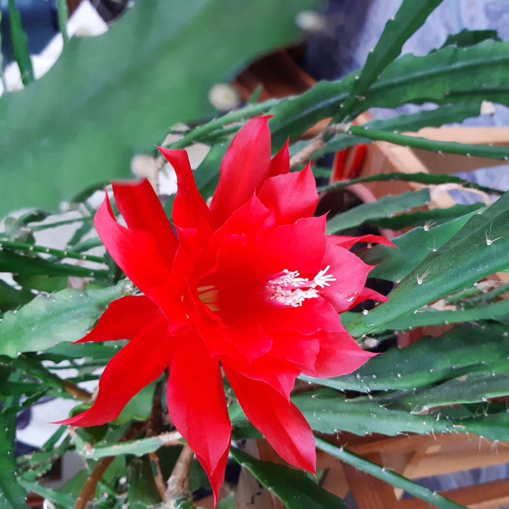 Kaktus Ableger Blattkaktus große rote Blumen Epiphyllum zu verkaufen. Steckling wird erst vor dem