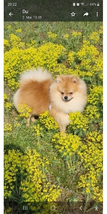 Deckrüde. Pomeranian Bärchen Typ