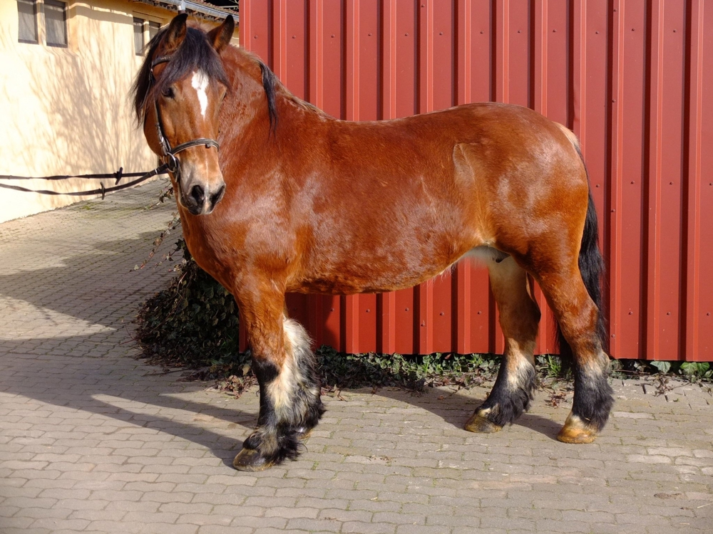 Schönes Gespann Arbeitspferde!