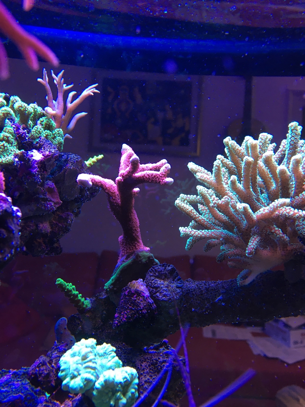 Korallen SPS LPS und Weichkorallen Meerwasser Aquarium