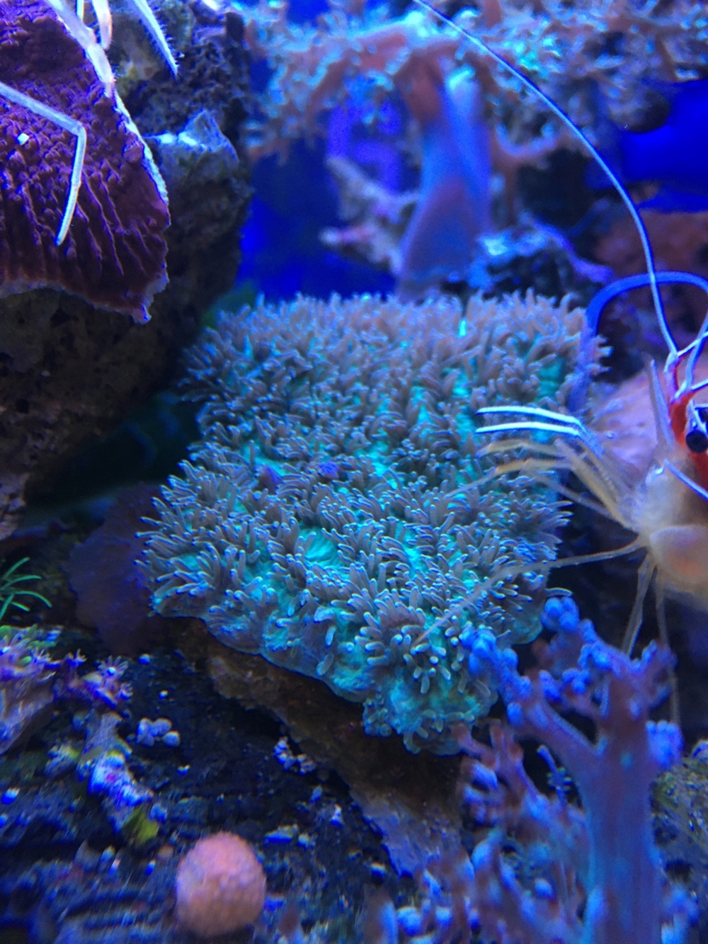 Koralle Hydnophora pilosa Ableger LPS Meerwasser Aquarium