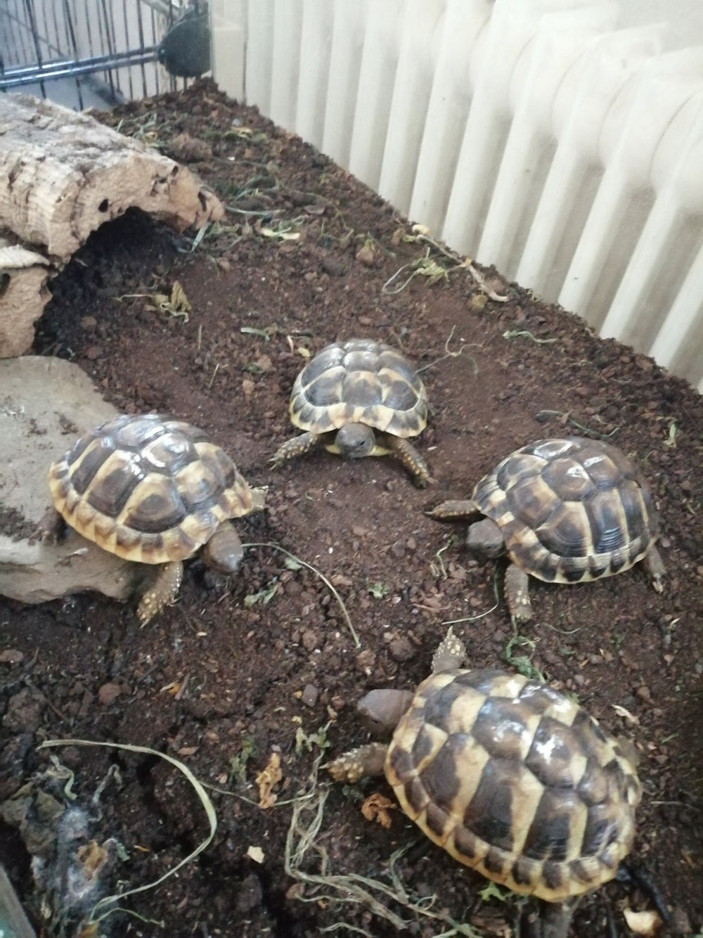 Schildkröten Babys
