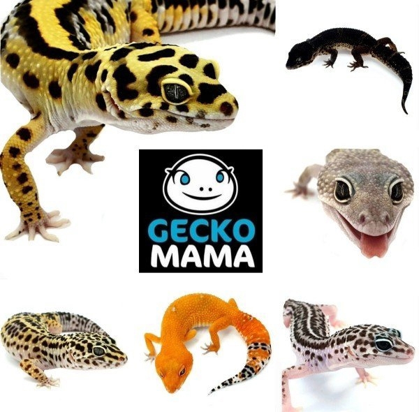 Schöne Leopardgeckos verschiedene Morphen abzugeben