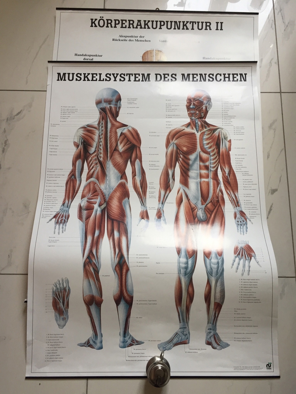 Medizinische Poster 3 Stück : Muskelaufbau