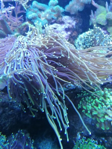 Meerwasser Korallen Euphyllia Dragon soul, black torch