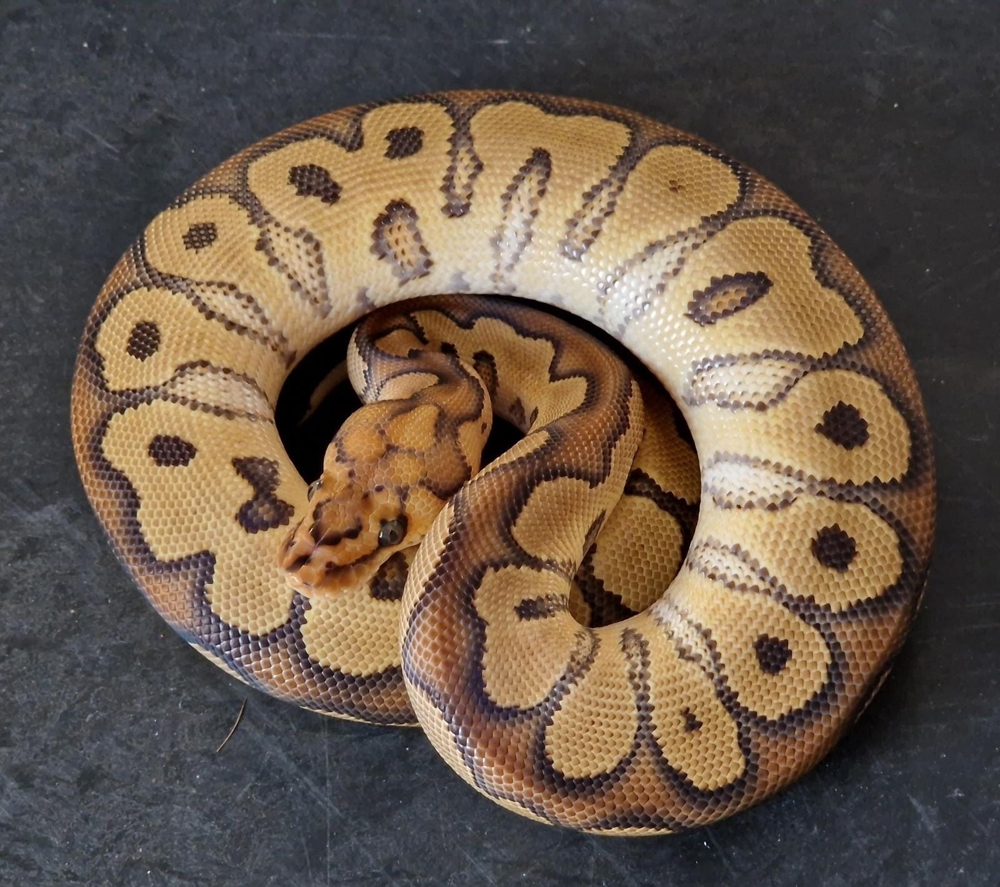 Königspython 1.0 Yellow Belly Clown het Hypo 2022