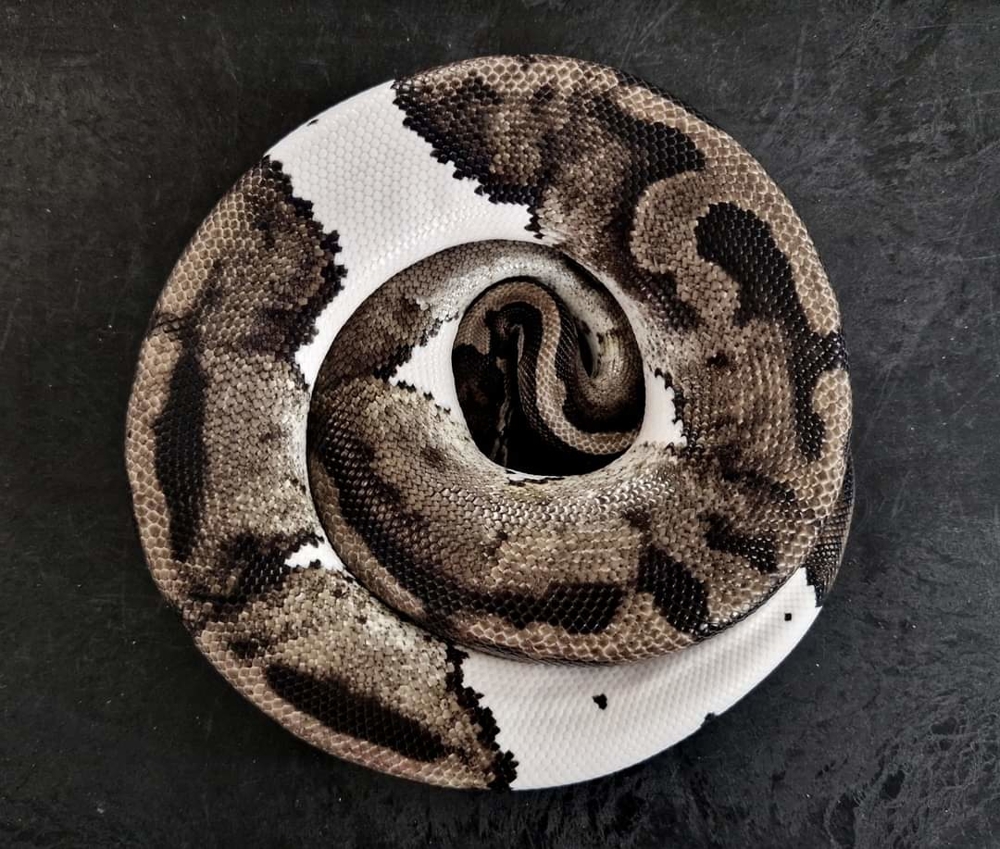 Königspythons adult, subadult, baby NEU