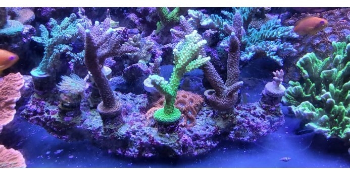 Korallen Acropora  Montipora Grafted Meerwasser Bartkoralle