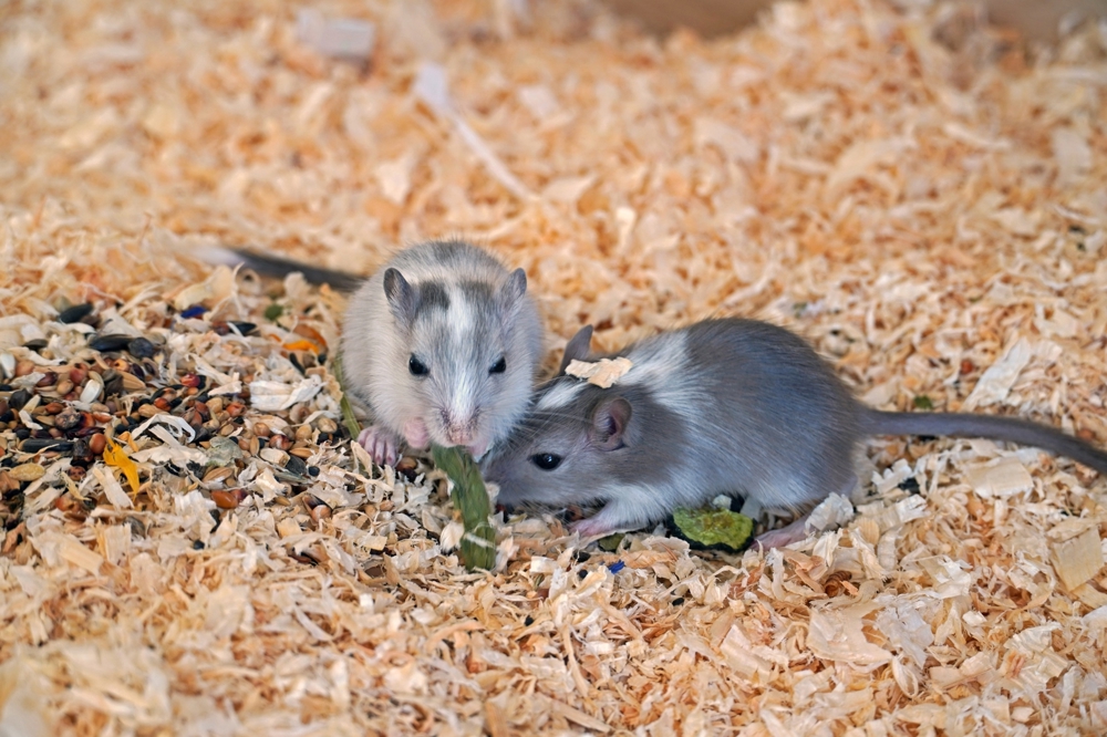 Vergesellschaftung Rennmaus, Gerbil, Wüstenrennmaus, Einzelmaus
