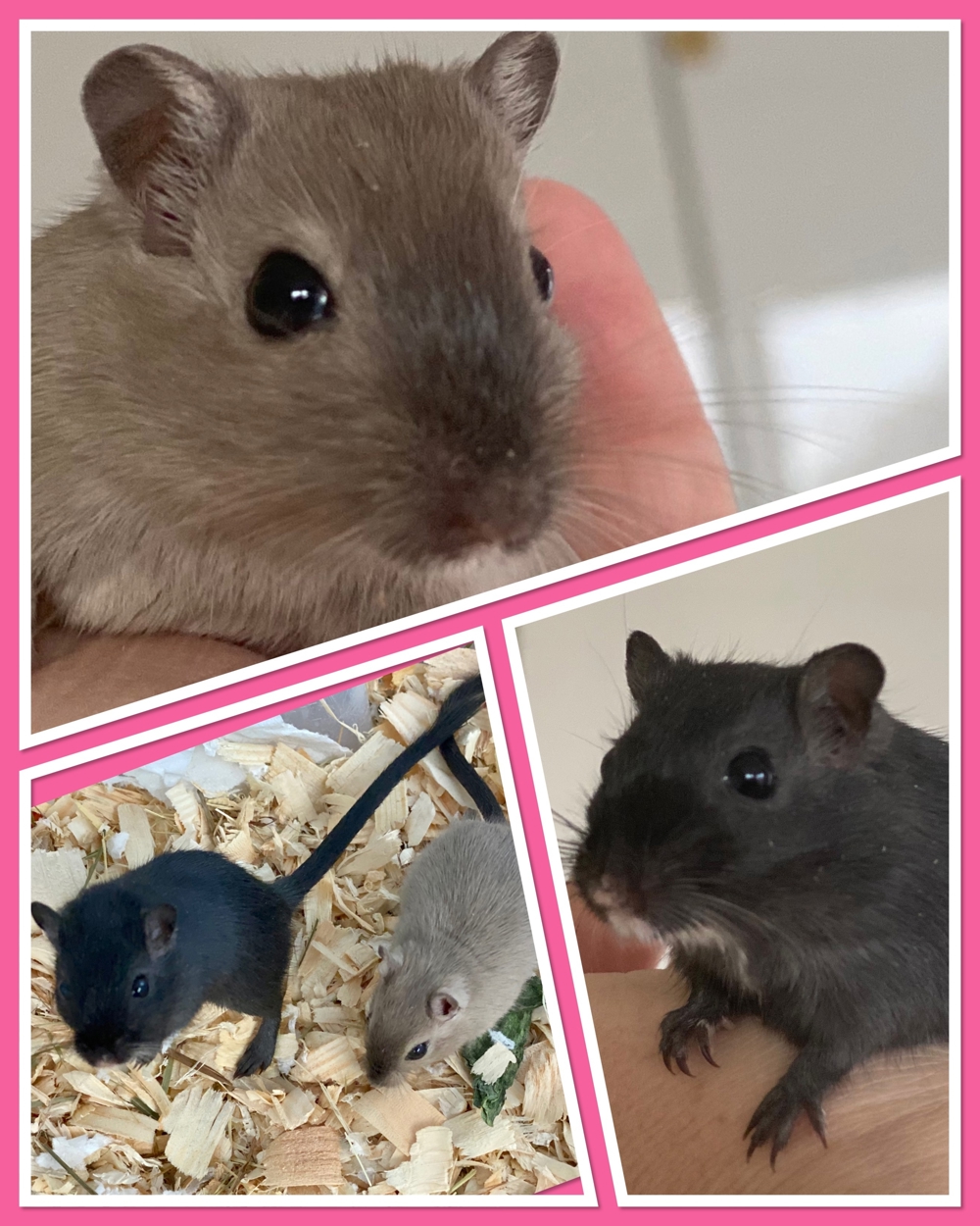 Rennmaus Gerbil Wüstenrennmaus aus Hobbyzucht