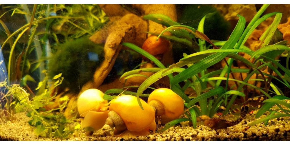 Gelbe Schnecken ,für Axolotl Becken geeignet.