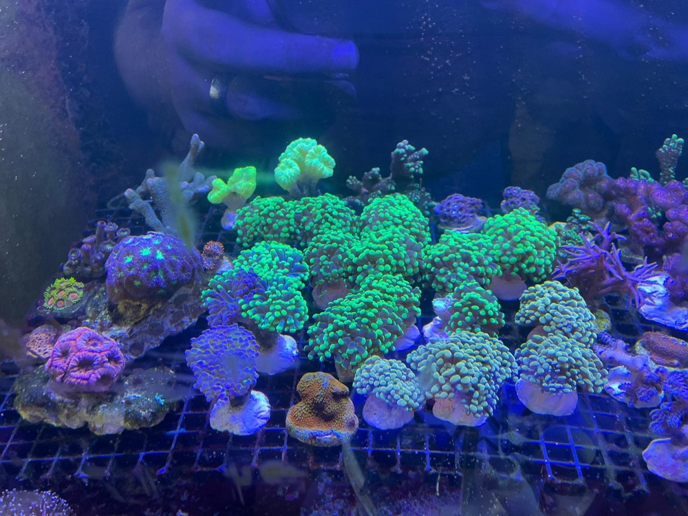 Korallen Ableger