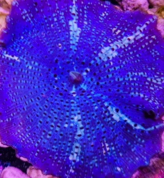 Blaue Scheibenanemone Korallen Meerwasser Salzwasser Blaue Scheibenanemone