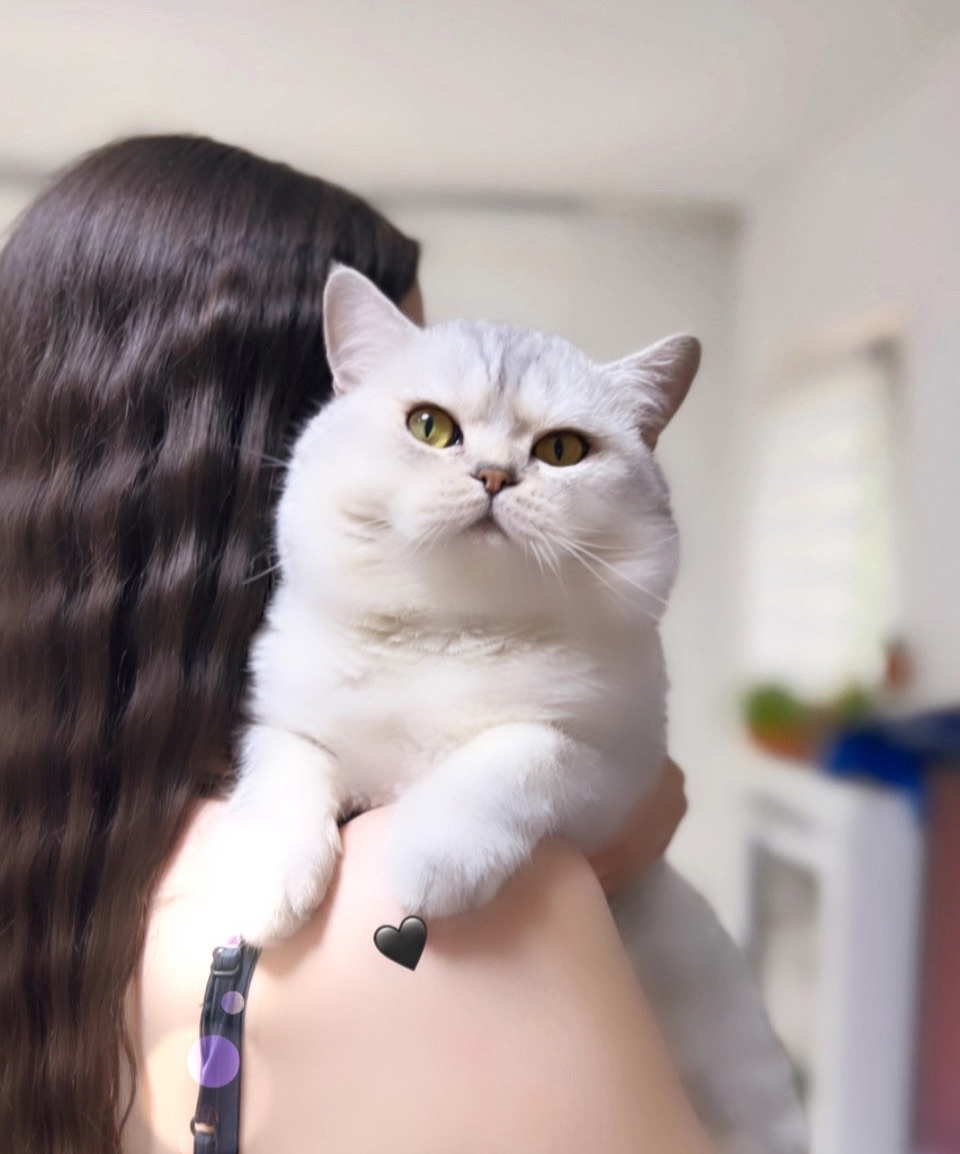 Erfahrener Bkh Deckkater Aslan (Bg.B)