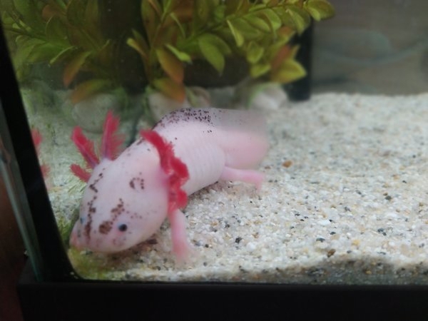 Axolotl Bd. frei