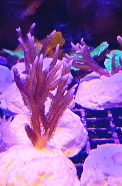 Seriatopora Hystrix Meerwasser Korallenableger