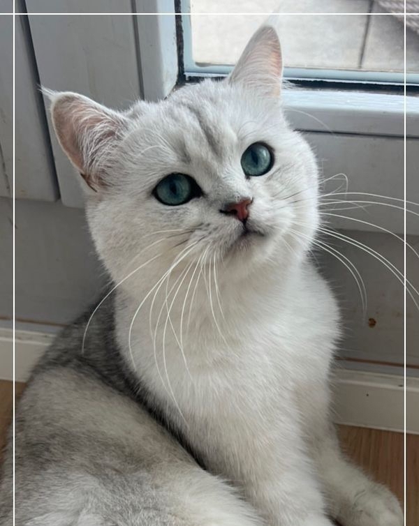 BKH Deckkater mit Erfahrung BKH Deckkater mit Erfahrung