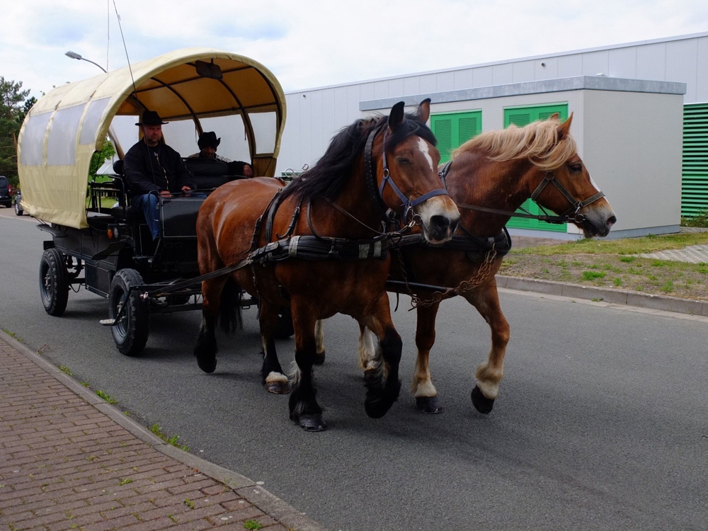 Schönes Gespann Arbeitspferde!