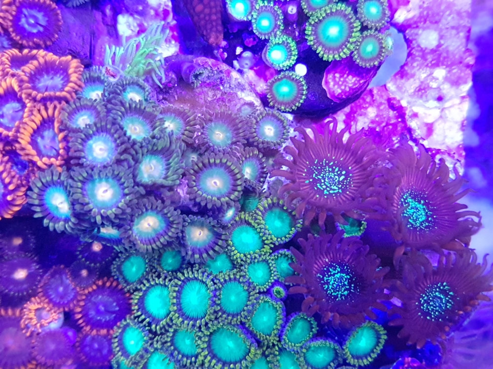 Krustenanemonen, Zoanthus, Zoa, Korallen, Ableger, Aquarium, Auflösung