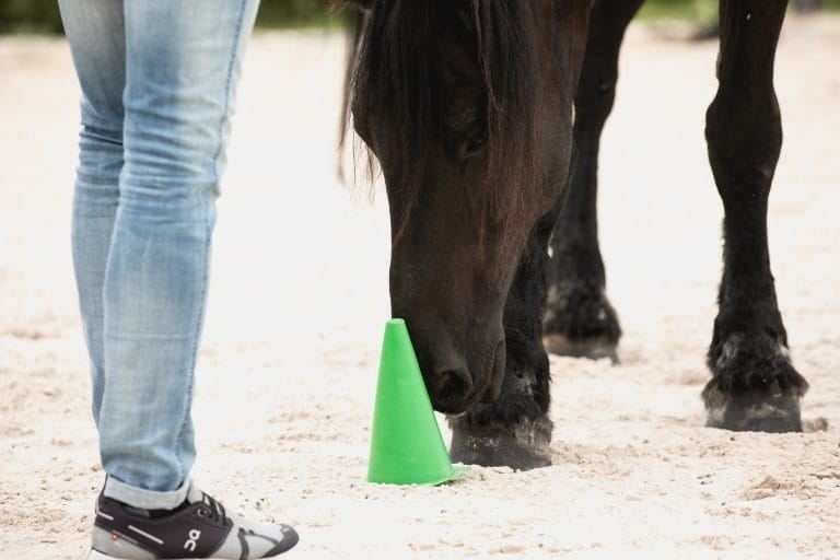 Ausbildung pferdegestütztes Coaching in Karlsruhe