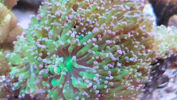 Meerwasser Korallen Euphyllia Toxic green (grün mit pinken Spitzen)