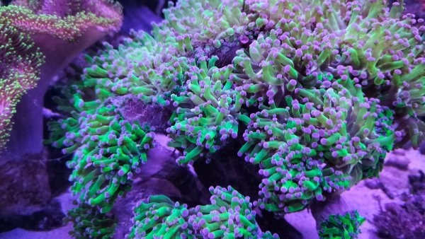 Meerwasser Korallen Euphyllia Toxic green 5-6 Köpfe (grün mit pinken Spitzen)