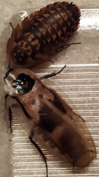 TOTENKOPFSCHABEN Blaberus Craniifer Terrarium Futtertiere Schaben